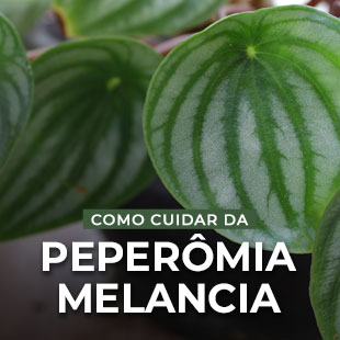 peperomia melancia