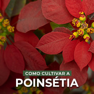 Poinsetia Planta-Bico-de-papagaio