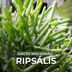 Ripsalis - Cacto Macarrão