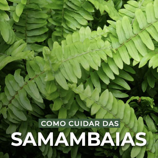 Samambaias