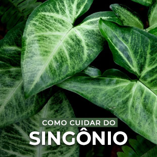 Singônio