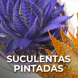 suculentas pintadas