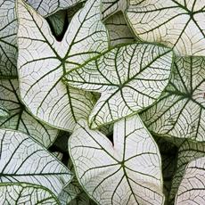 Caladium branco