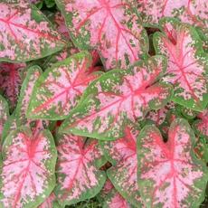 Caladium Rosa