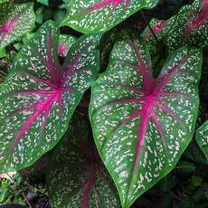 Caladium