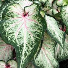 Caladium