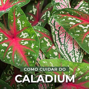 Caladium